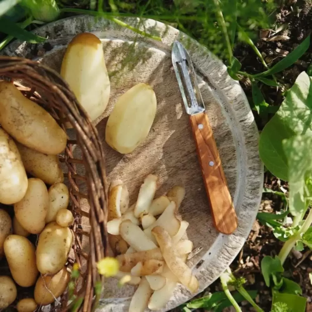 Фото для Набор кухонных ножей Box The Essentials Olivewood