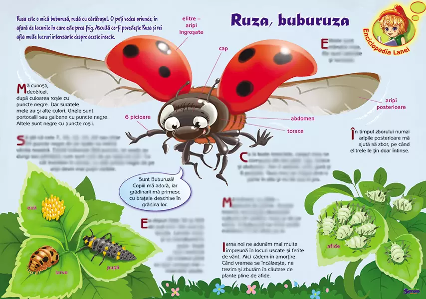 Imagine pt. eSpiriduşii-02. Buburuza – insectă folositoare